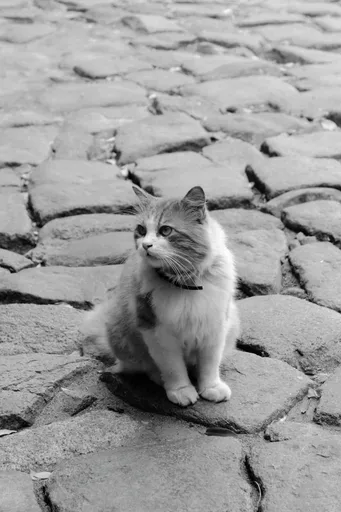 Gatti